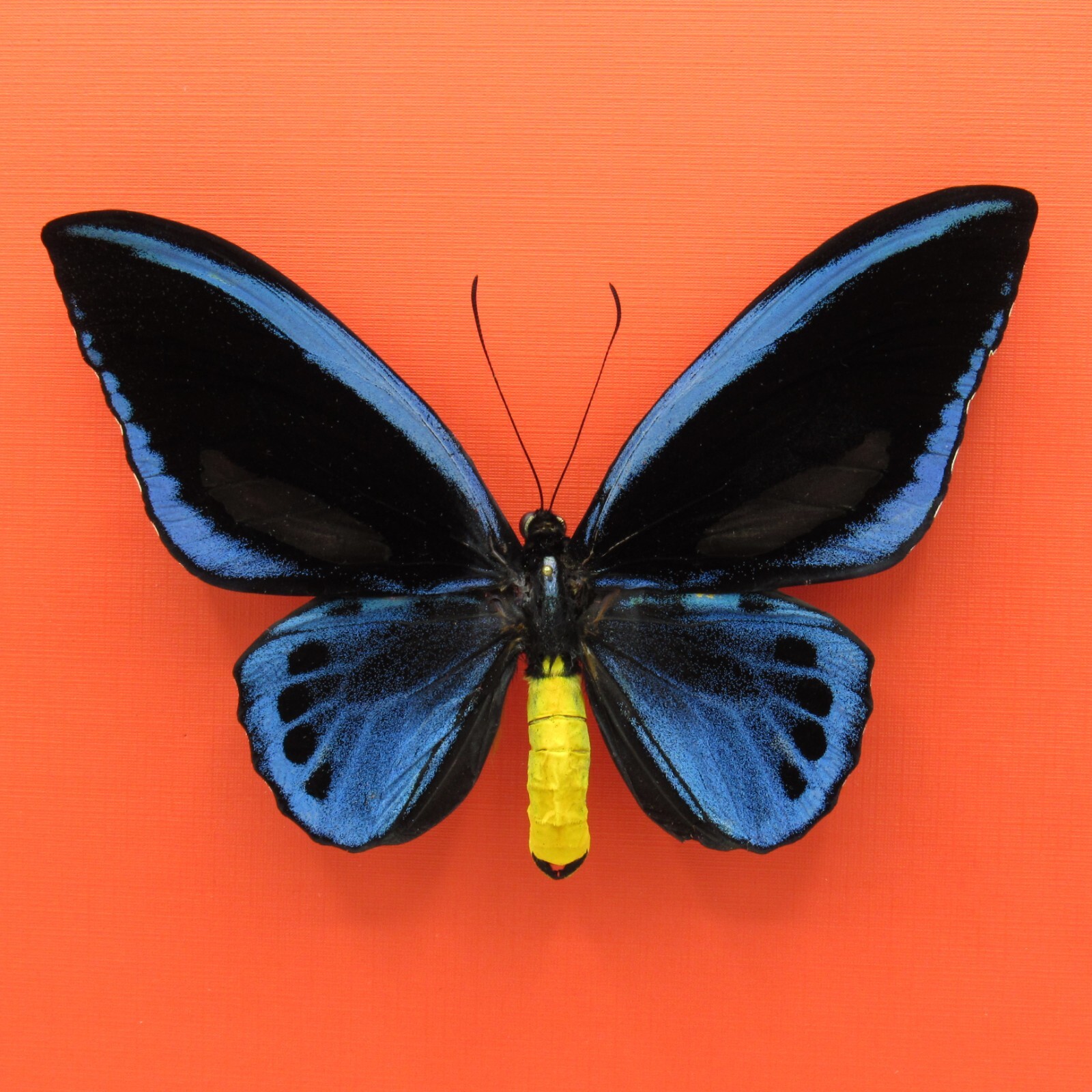 Real mounted Birdwing butterfly – Ornithoptera priamus urvillianus – RARE A1/A1-