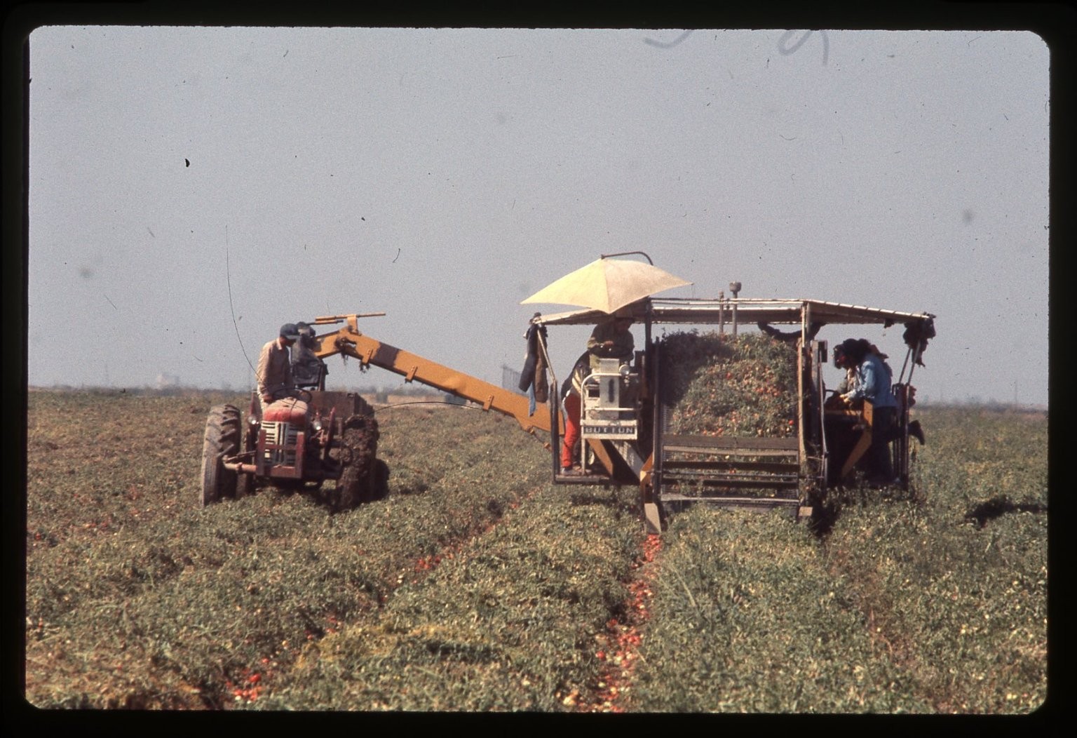 SL26 Slide 1980 Omaha Tomato Harvest Farming Tractor Workers 519a
