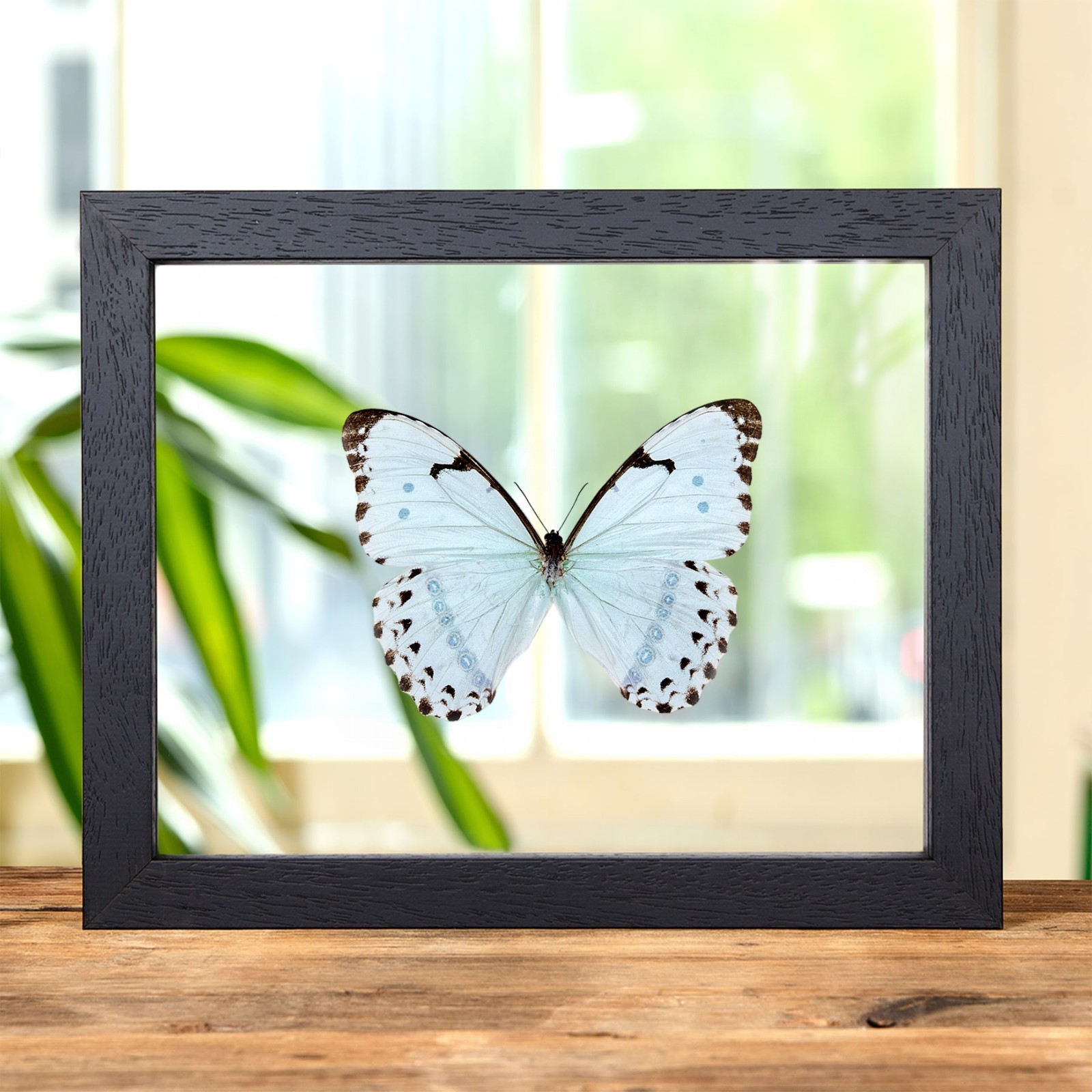 Epistrophus Morpho In Clear Glass Frame (Morpho epistrophus)