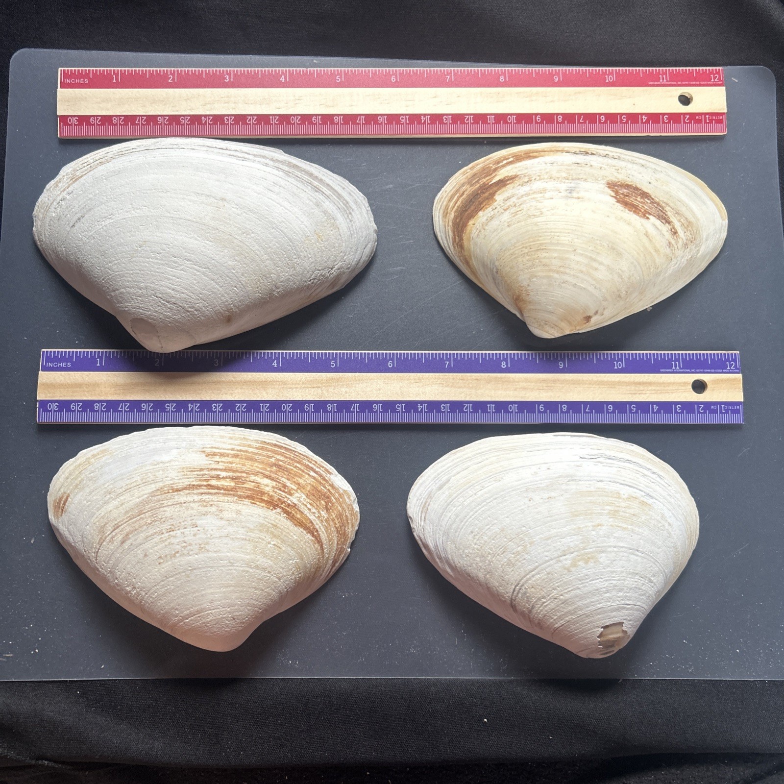 Clam Shell LOT, (4) Sea Clams, Large size crafts, smudging wiccan rituals lot52