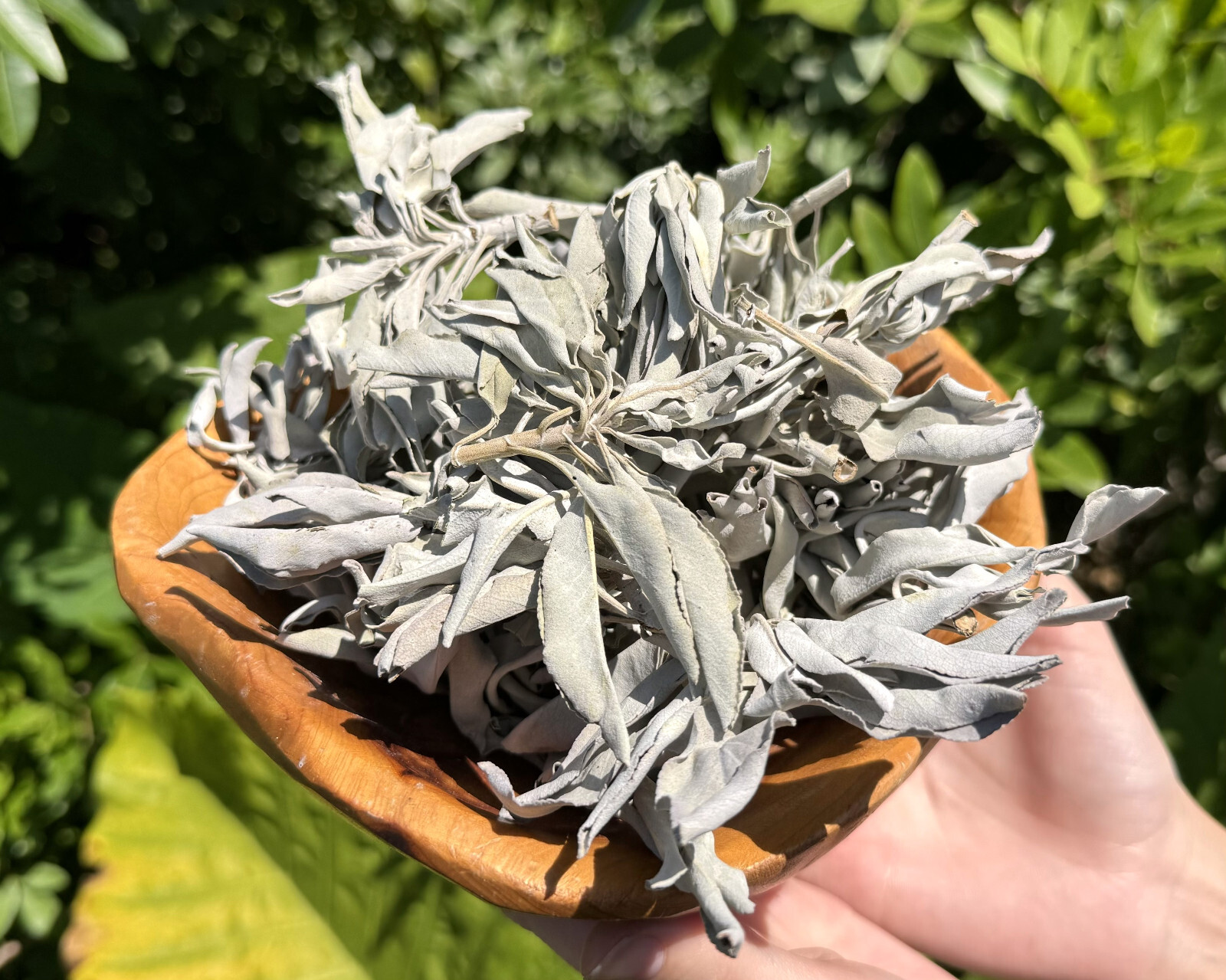 1 oz Loose White Sage Smudge Leaves & Clusters (Cleansing Smudging Purification)