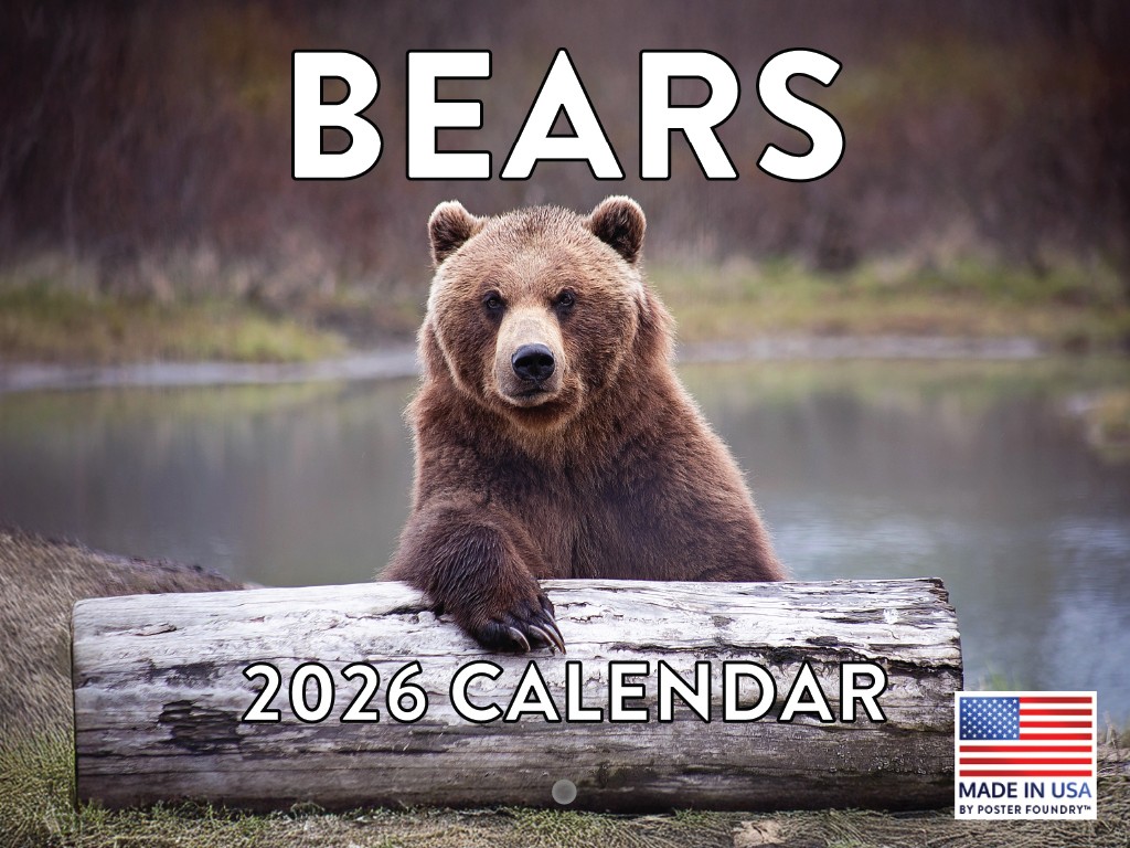 Bear Calendar 2026 Bears Monthly Wall Calender 12 Month 12×18