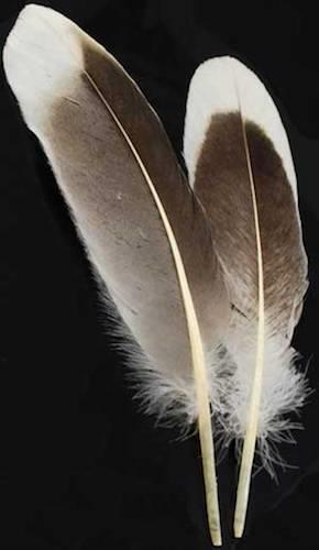 Two Natural Gray Goose Feathers for Quills or Smudging!