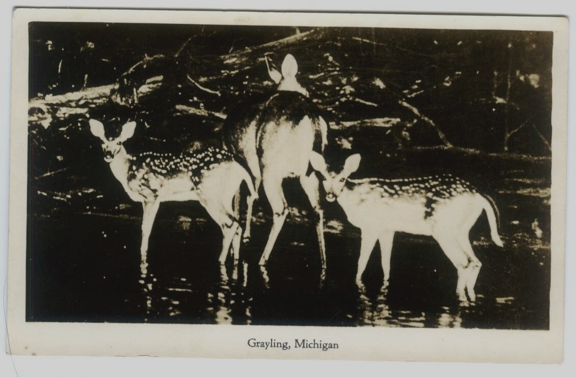 Grayling Michigan MI Two Fawns and Doe RPPC Vintage Real Photo Postcard