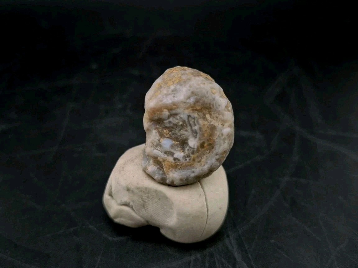 Fossilized Grub Insect 🐝