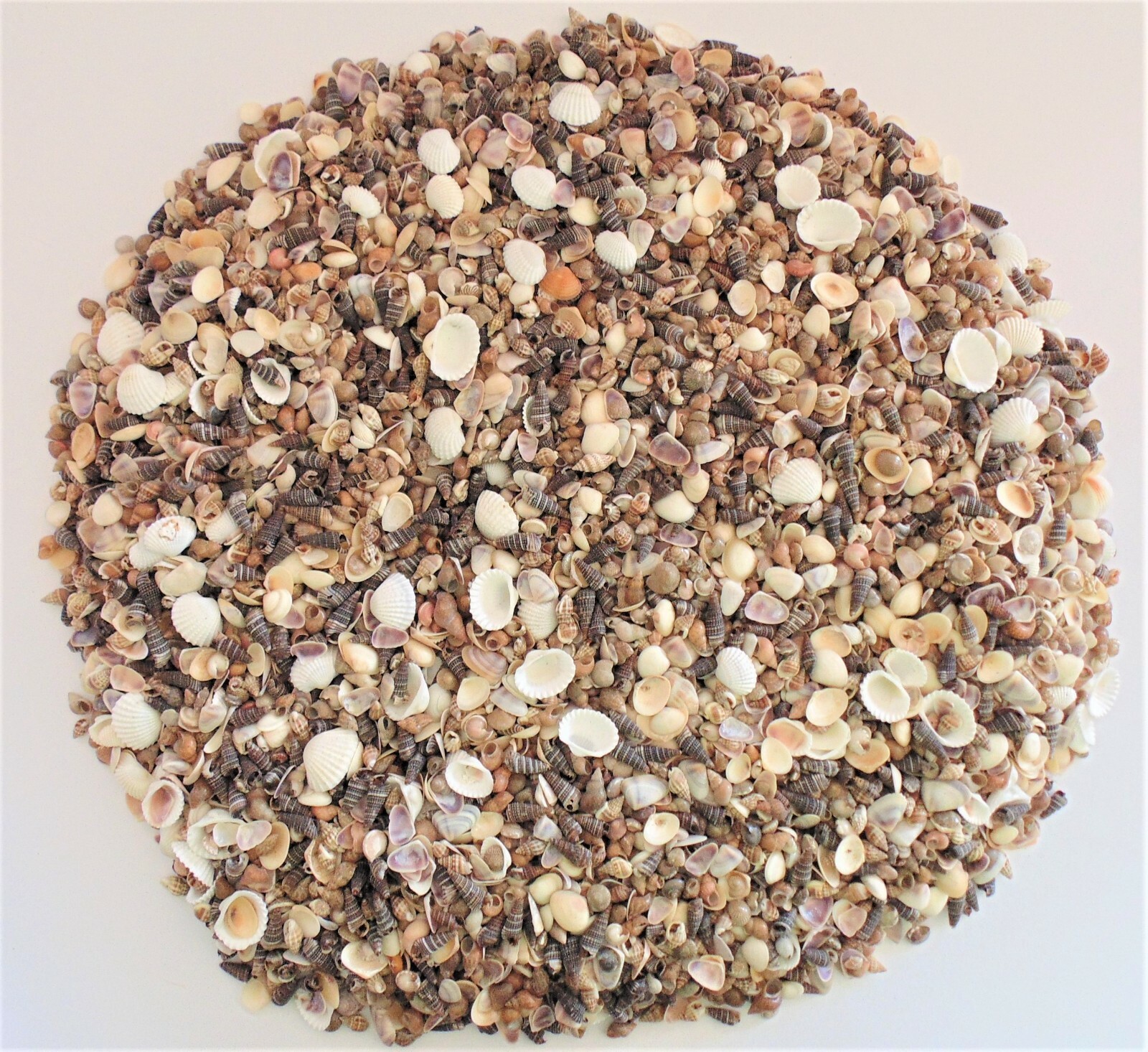 5 POUNDS EXTRA SMALL INDIAN OCEAN SEA SHELL MIX 1/4″ to 1″, CRAFT NAUTICAL