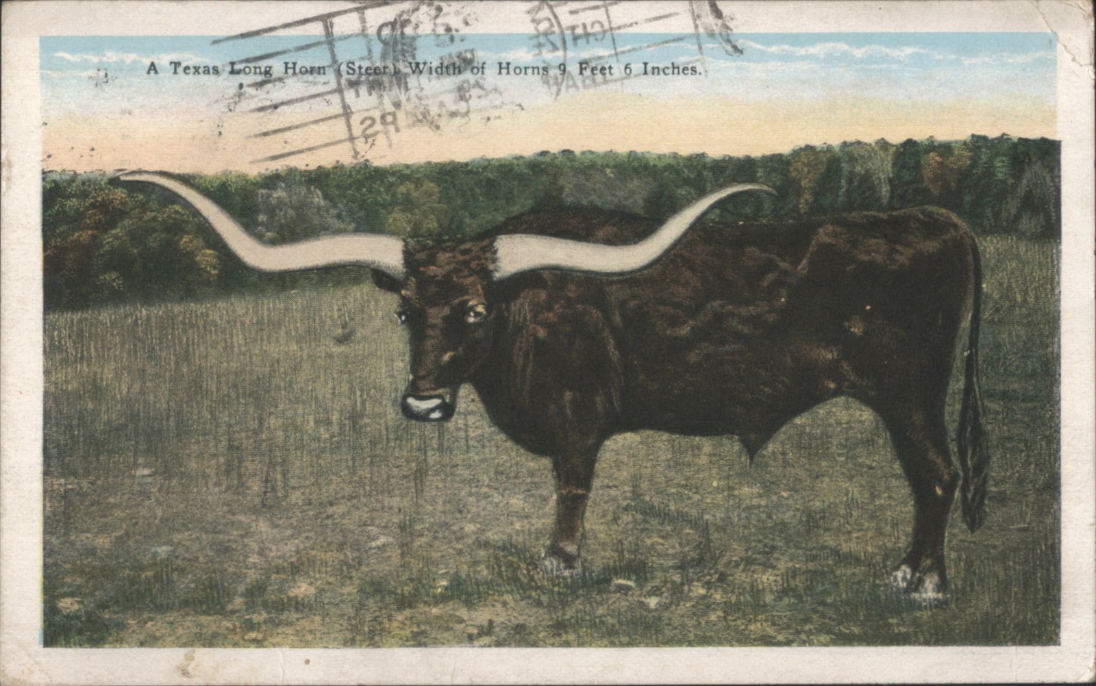 Cows/Cattle Texas Long Horn Steer, Horns 9 Feet 6 Inches Wide 1929 Dallas, TX