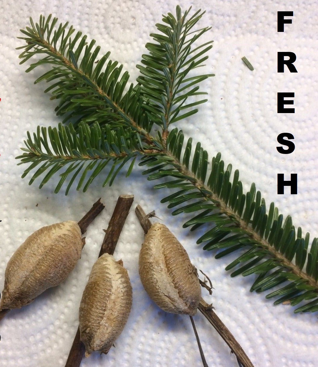 5 European Praying Mantis Egg Case Fresh Picked 2026 Free Hatching Bag
