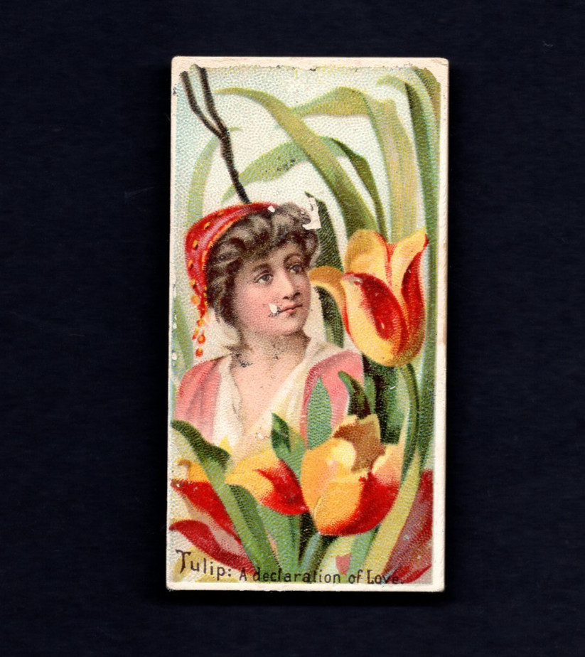 1892 N75 DUKE FLORAL BEAUTIES “TULIP ” 97