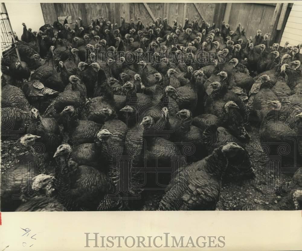 1986 Press Photo Flock of turkeys – noc73532