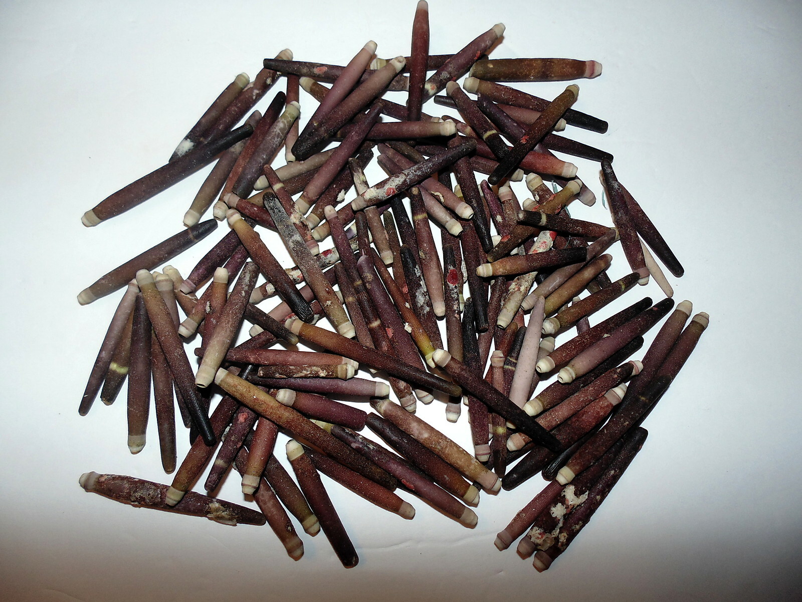 1/2 POUND SEA URCHIN SPINES 1 to 2-3/4″ SEA SHELL DECOR CRAFT REEF NAUTICAL