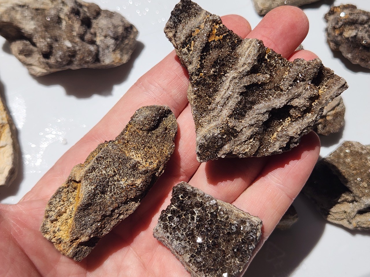 12 PIECE LOT Brilliant Petrified Wood Smoky Fossil Quartz Crystal Alabama 3