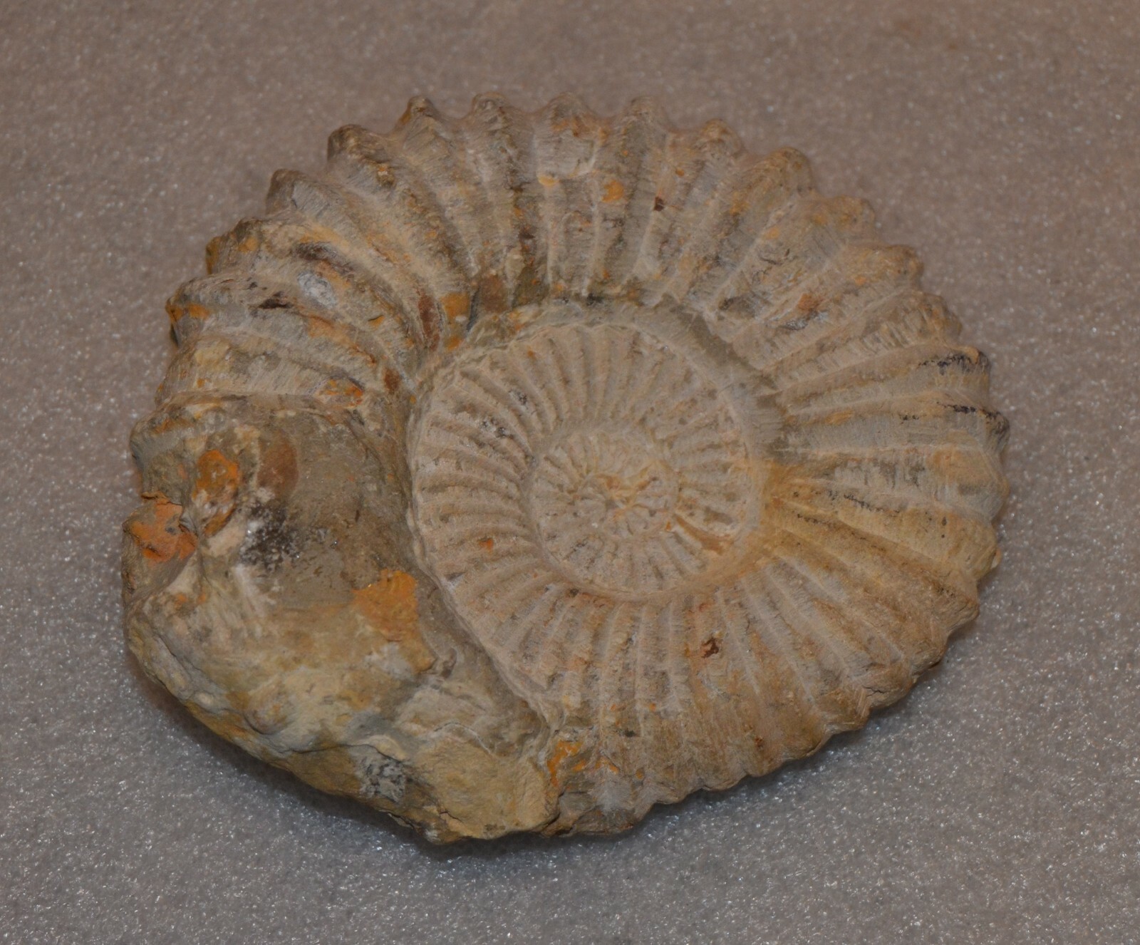 Rare Ancient Ammonite Genuine Fossil 6 inches wide