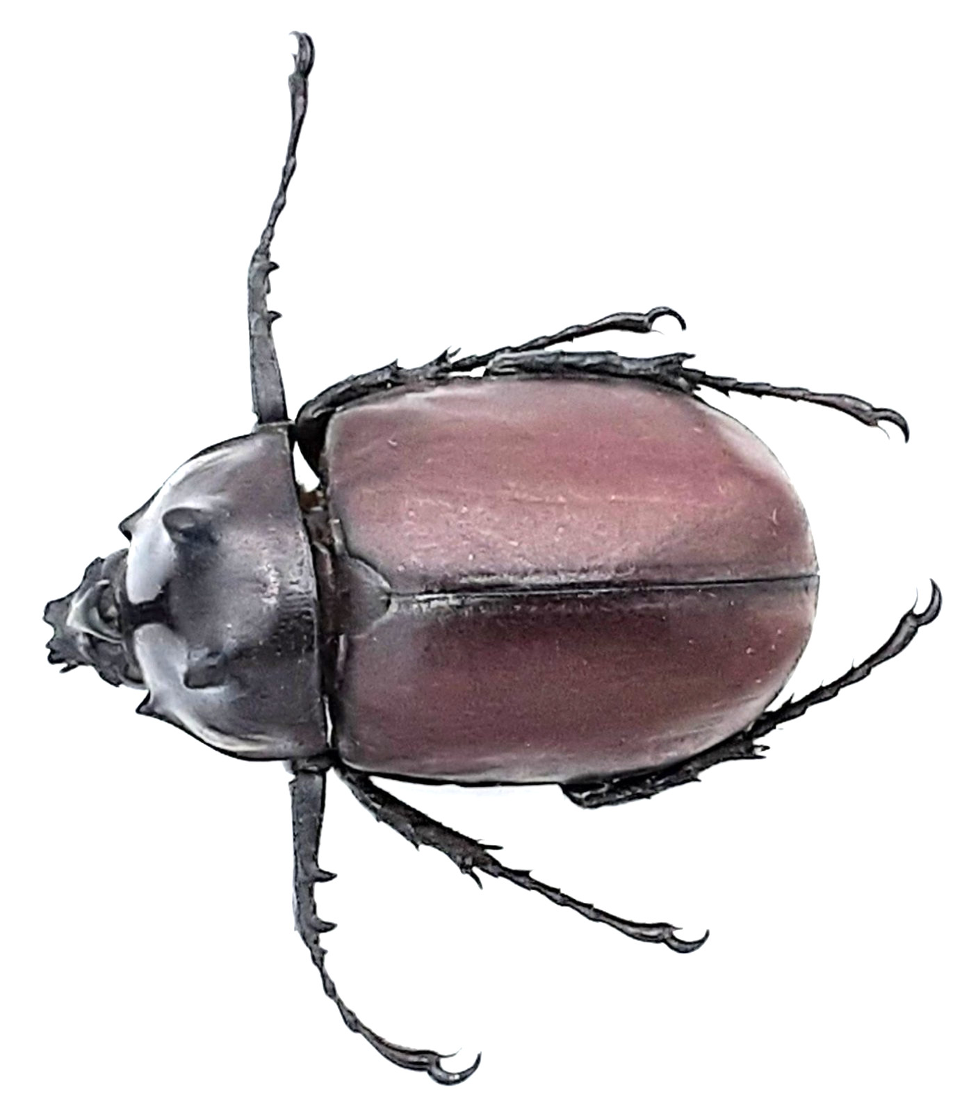 Dynastinae, Eupatorus siamensis bifidus, male, A1, 42mm, Thailand #DS593
