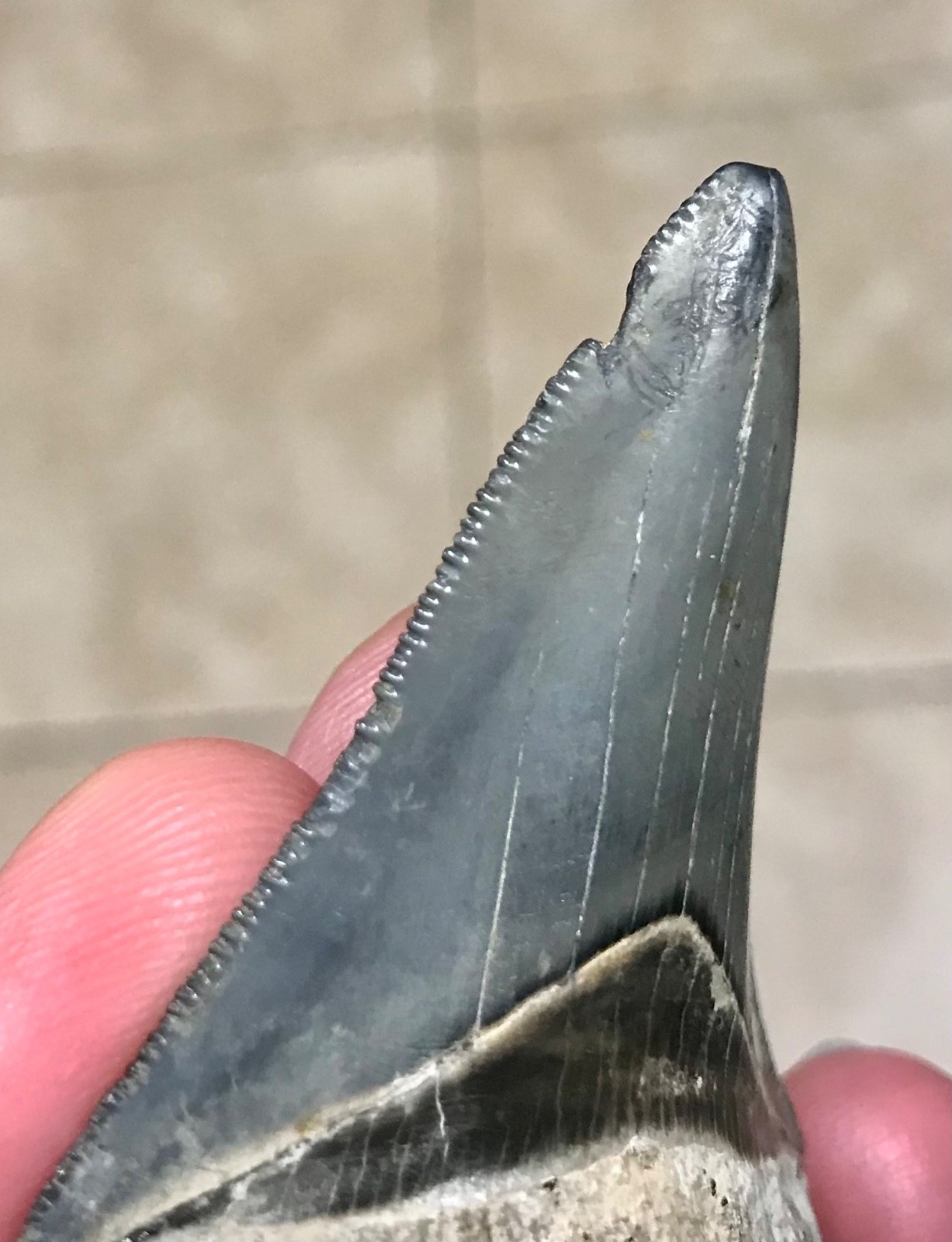 INCREDIBLY RARE BITTEN LOWER- 2.72” -GOLDEN BEACH,FL-MEGALODON SHARKTOOTH FOSSIL