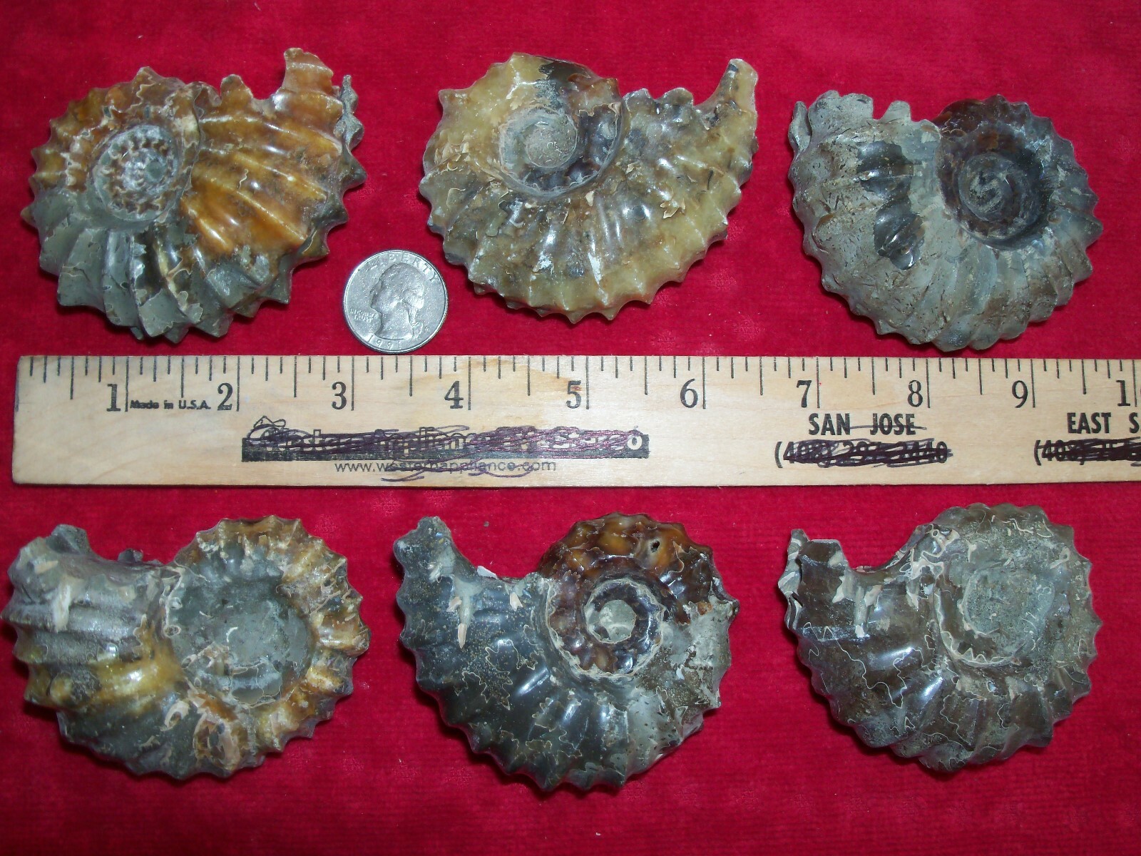 1 polished rare whole fossil goat horn ammonite. 0.35 to 0.40 pound lbs