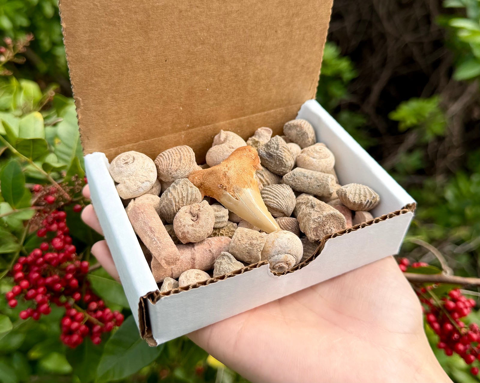 Natural Fossil Mix Gift Box – 1/2 lb Authentic Fossil Assortments & Shark Tooth