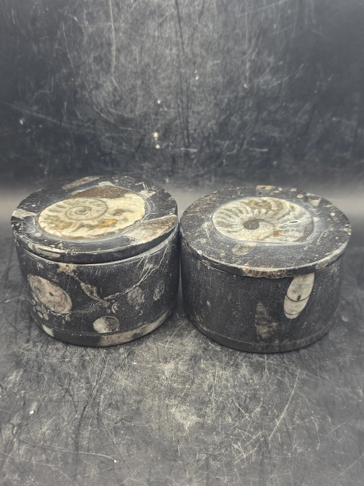 Medium round fossil box! 2.5 inches, 8.3 ounces!