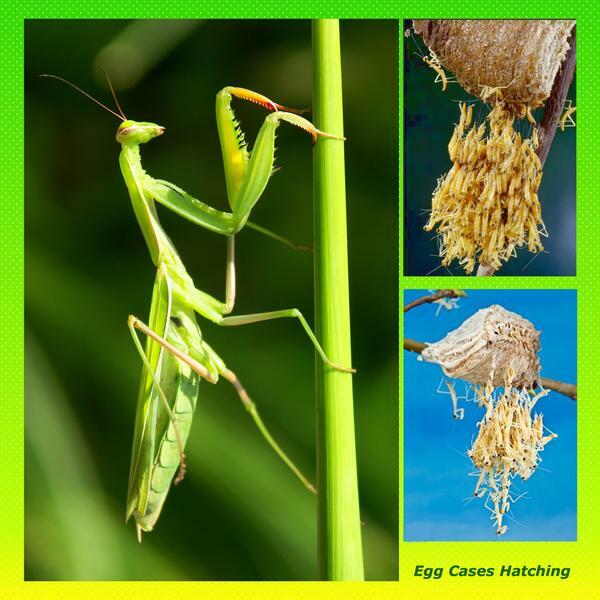 2 Praying Mantis Egg Cases + FREE HATCHING BAG 2025 Season