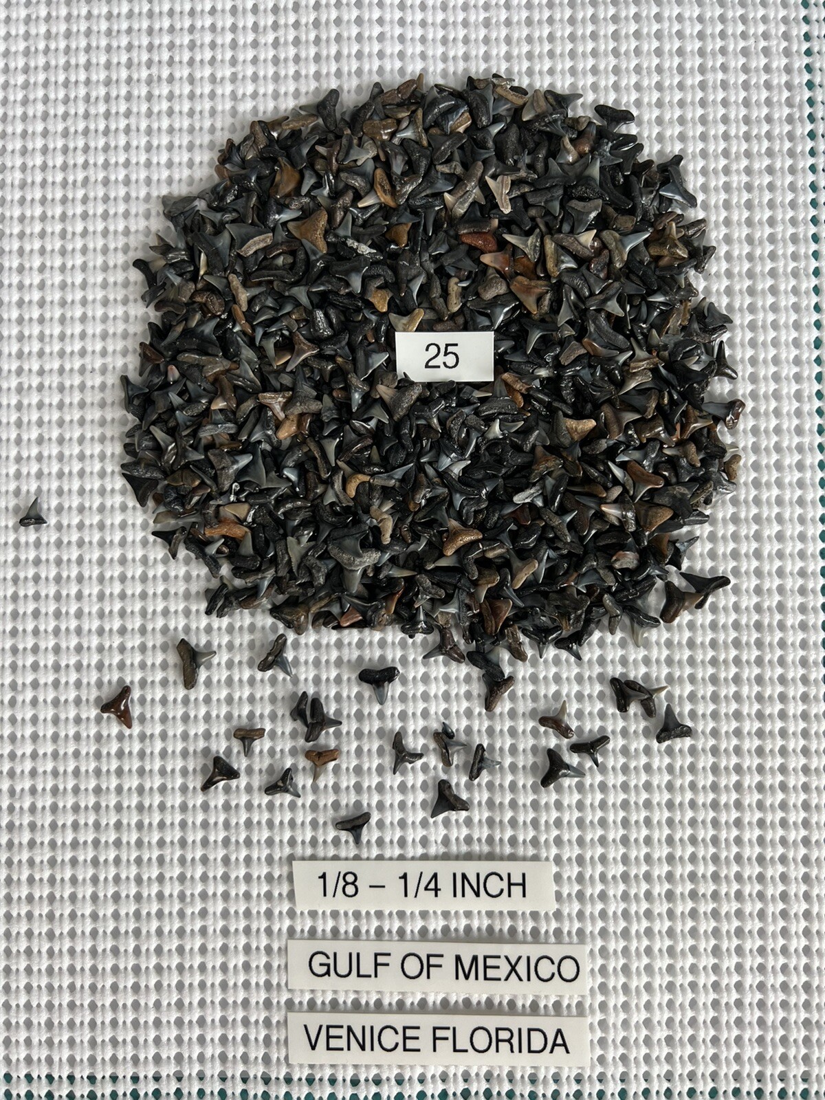 Lot Of 25 Fossilized 1/8 – 1/4 inch shark teeth from Venice Florida. ( GULF )