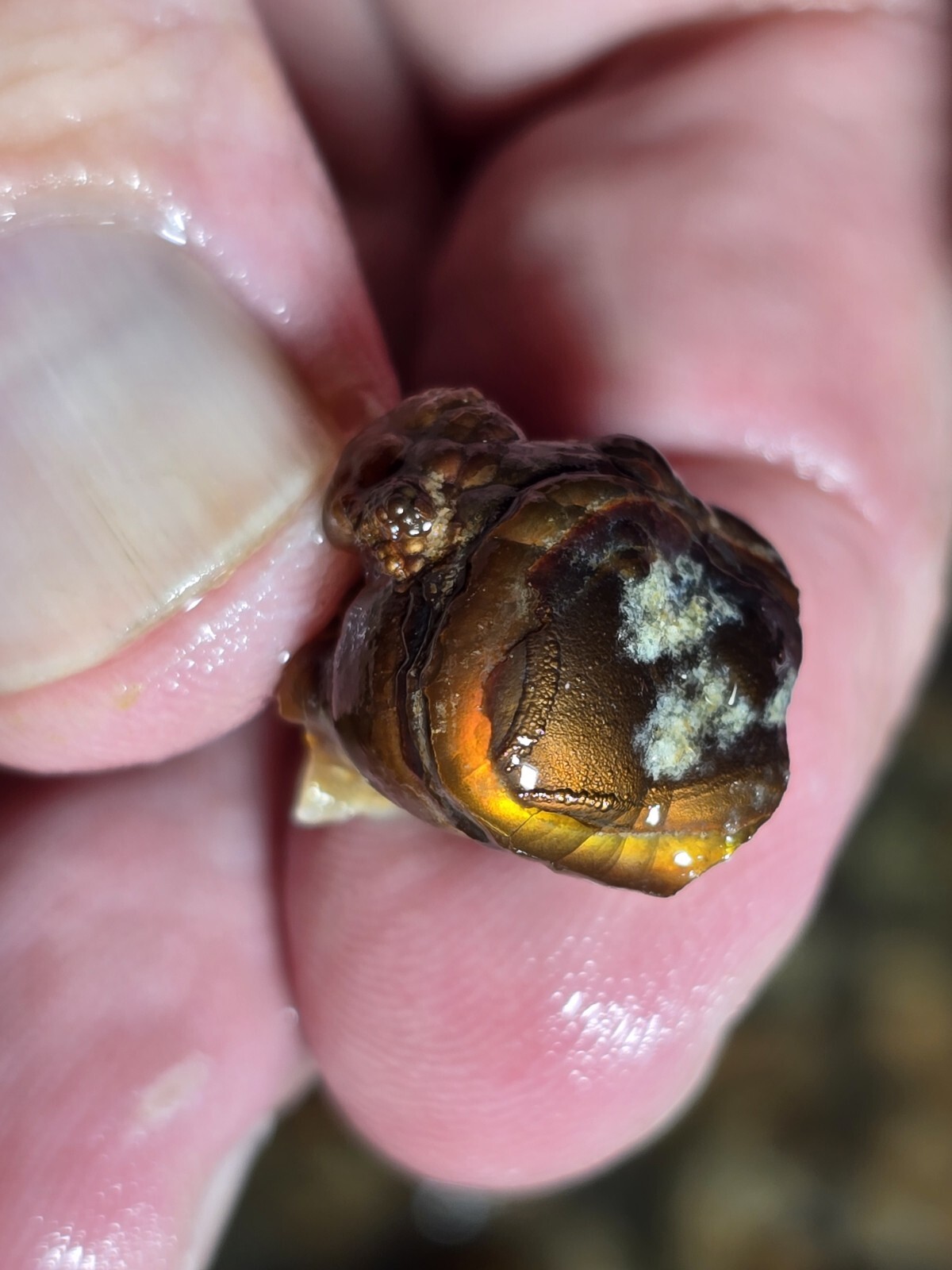 Small but Powerful 2+ Ounce Lots High Grade Fire Agate Very Colorful Blind Grab
