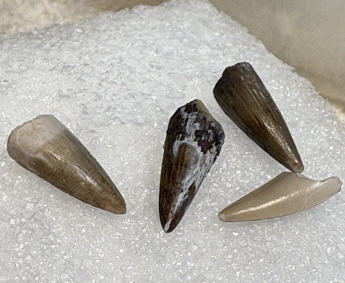 ☘️RR⛏️: 21 Excellent Triassic Fossils In Display Case, NE Arizona, Pre-Dino, 🦖