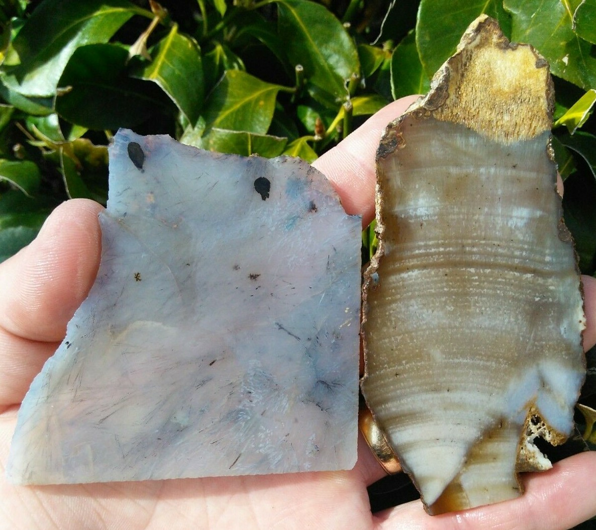 RARE TWO (2) SADDLE RIM SAGENITE PLUME DENDRITIC AGATE BLUE SLABS OREGON 4.7OZ!