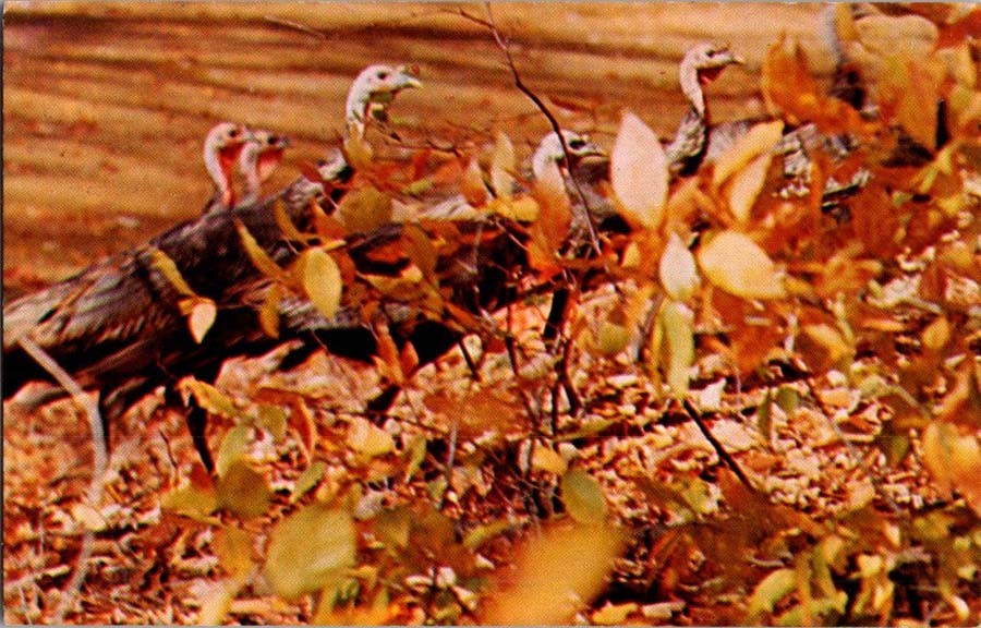 Cooksburg PA postcard WILD TURKEYS IN AN AUTUMNAL FOREST SETTING j/13 AW2051