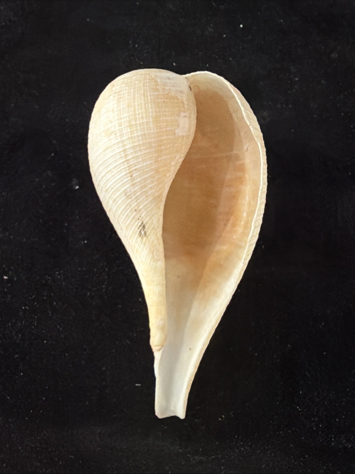 Banded Tulip, Fig Shell, & Dosinia Clam Shell Fl 1980 (S554)
