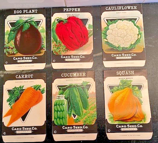 NOS Card Seed Company Greene Lithograph Vintage unused Seed Packets Fredonia N.Y