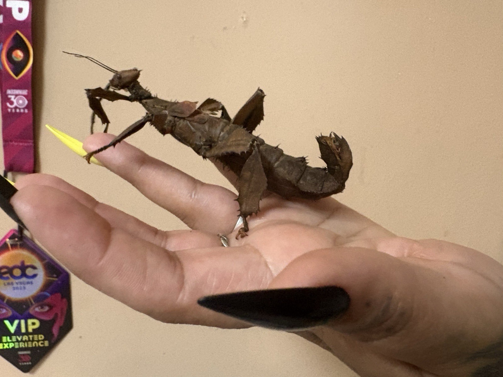 Extatosoma tiaratum * Giant prickly stick insect* eggs 15ct