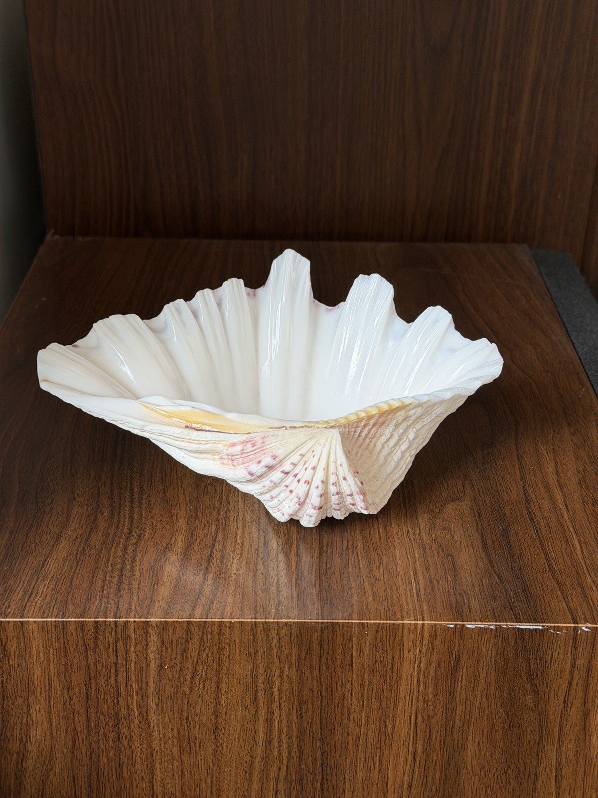Large TRIDACNA Fluted Giant Clam Shell HALF 7×4.5” Pink Tones