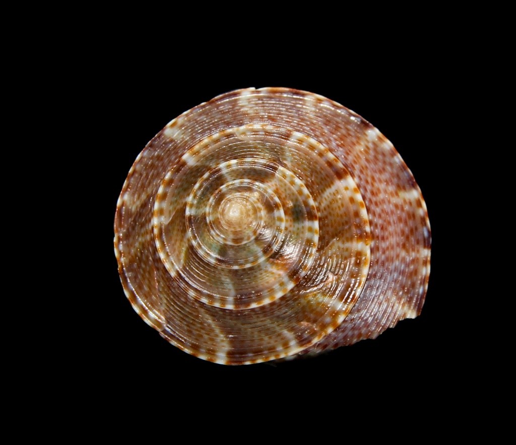 SEASHELL #133 – Calliostoma ssp. -W/O, BIG 18.2MM, VIETNAM