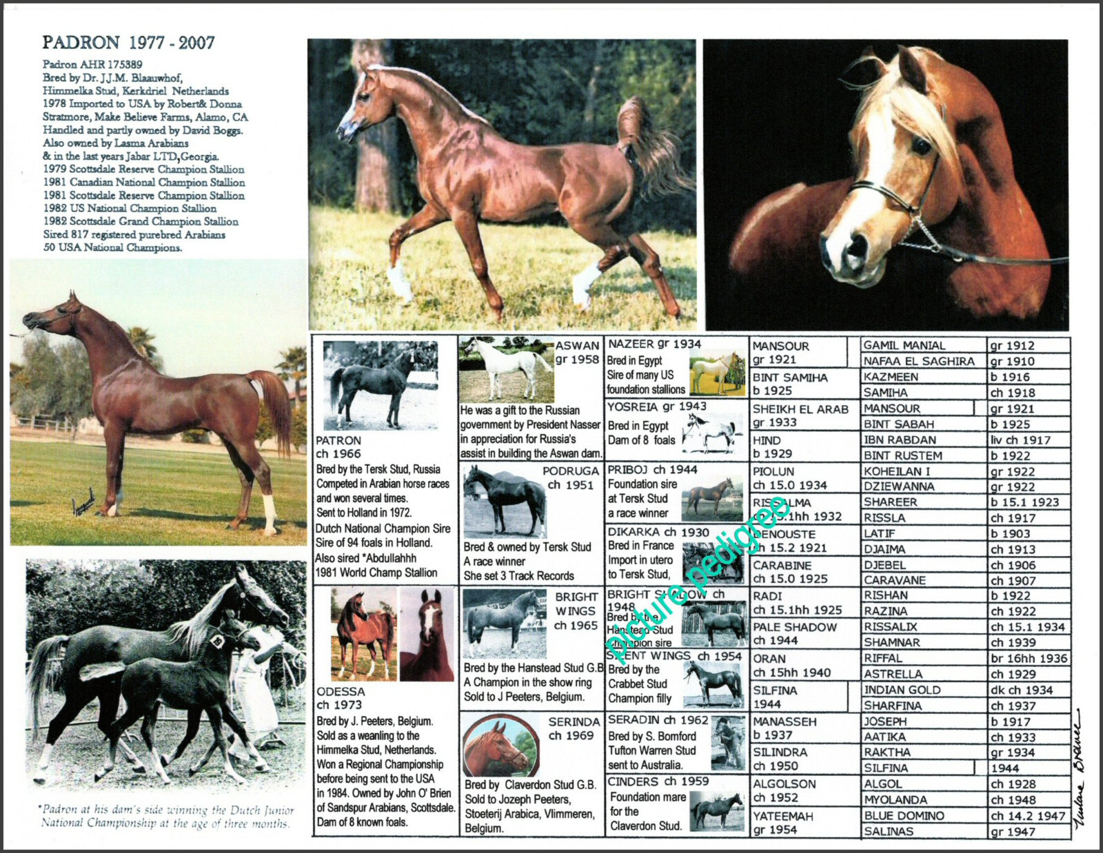 Arabian Horse stallion PADRON picture pedigree 11 X 8.5 unique history