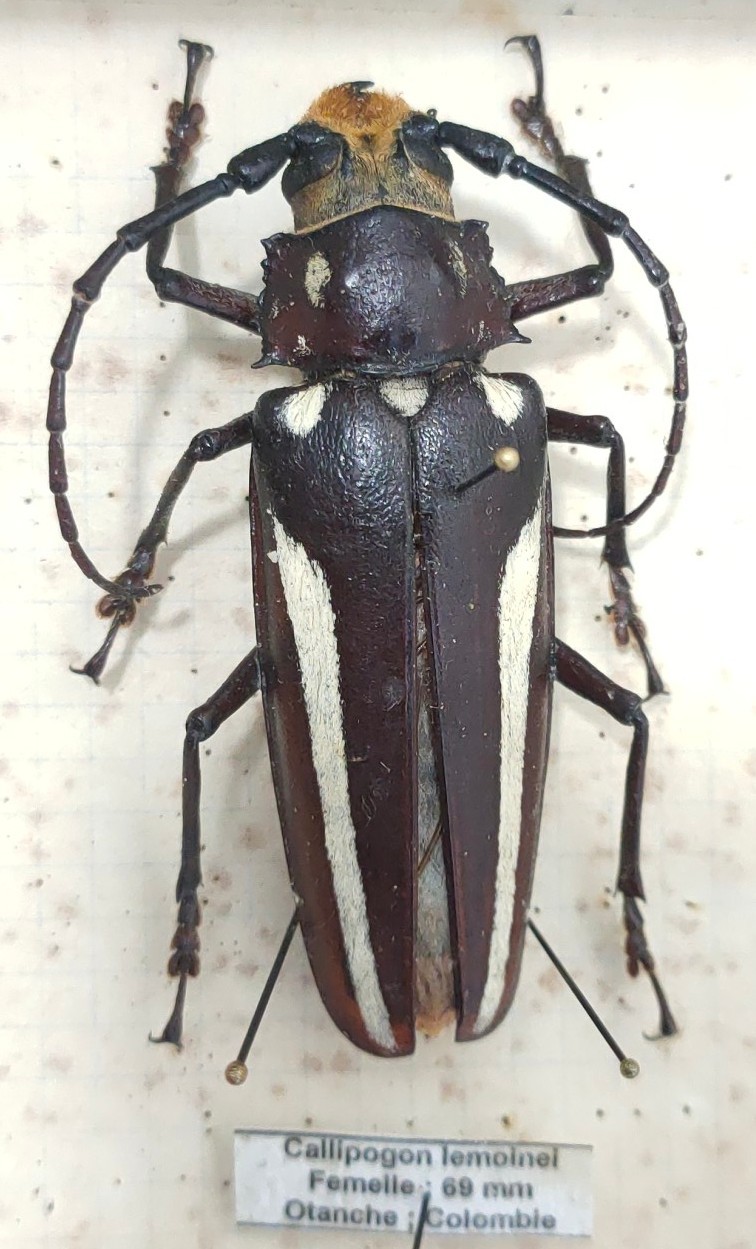 Cerambycidae: Callipogon lemoinei female 69 mm – Colombia –