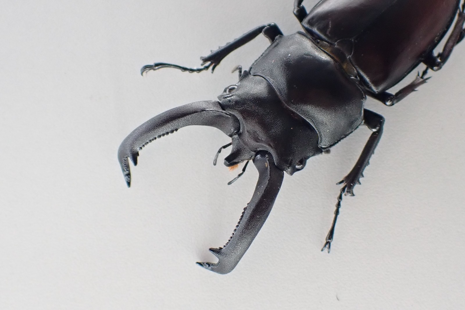 D79579. Insects, Beetles, Lucanidae: Weinreichius perroti sp. Vietnam Central