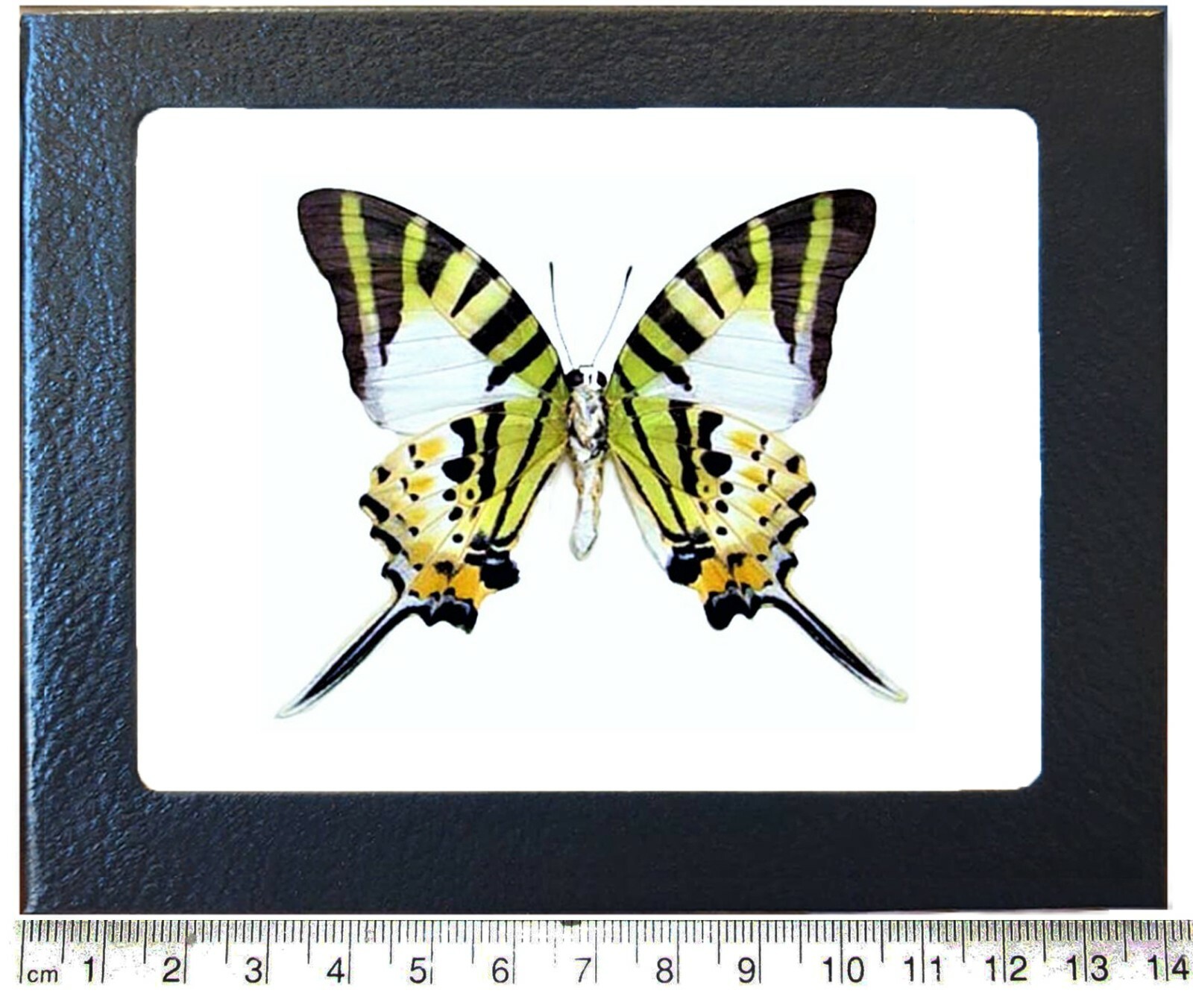 Graphium antiphates green white black butterfly verso Indonesia framed