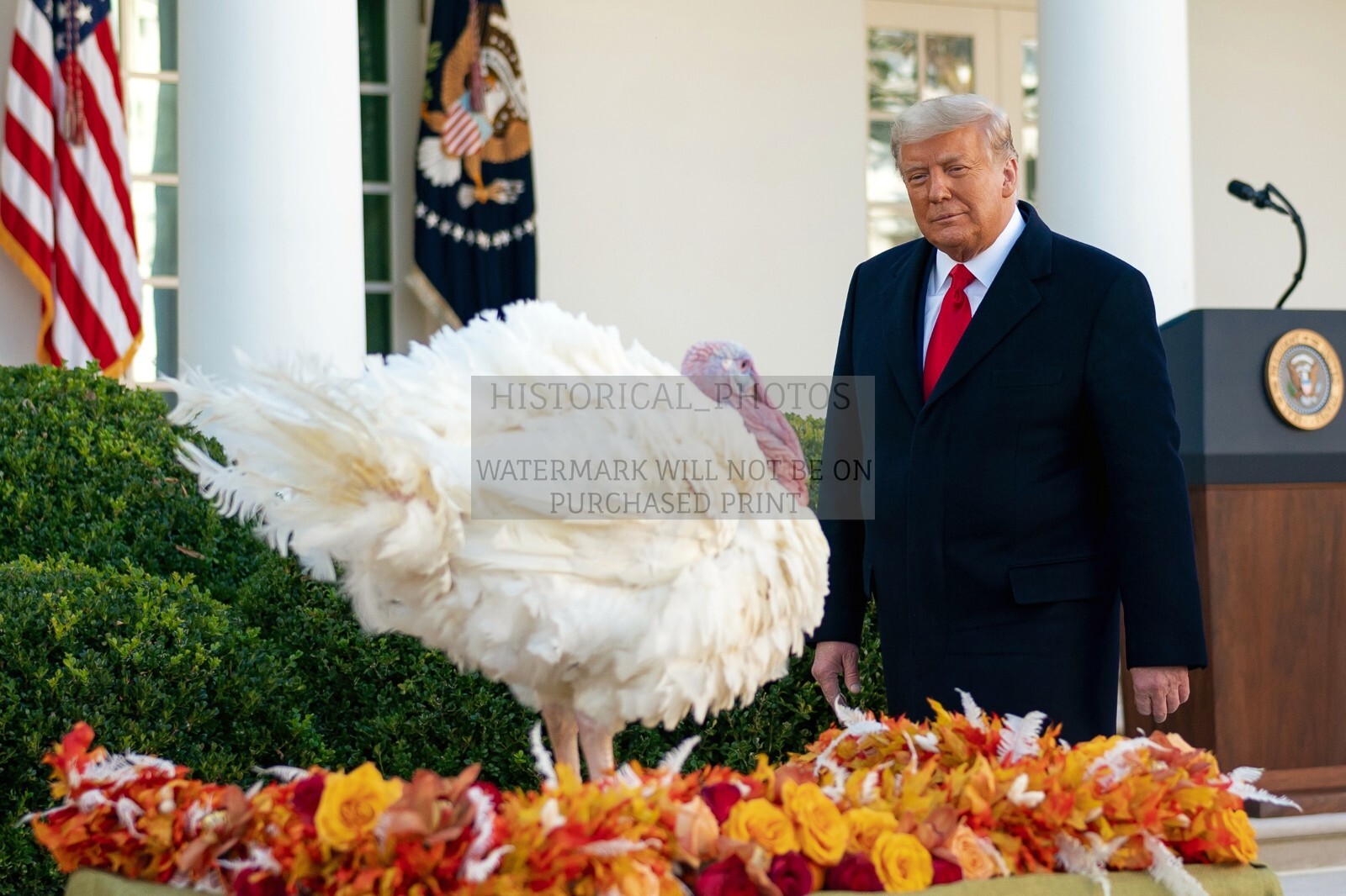 PRESIDENT DONALD TRUMP PARDONING THANKSGIVING TURKEY 2020 4X6 PHOTO