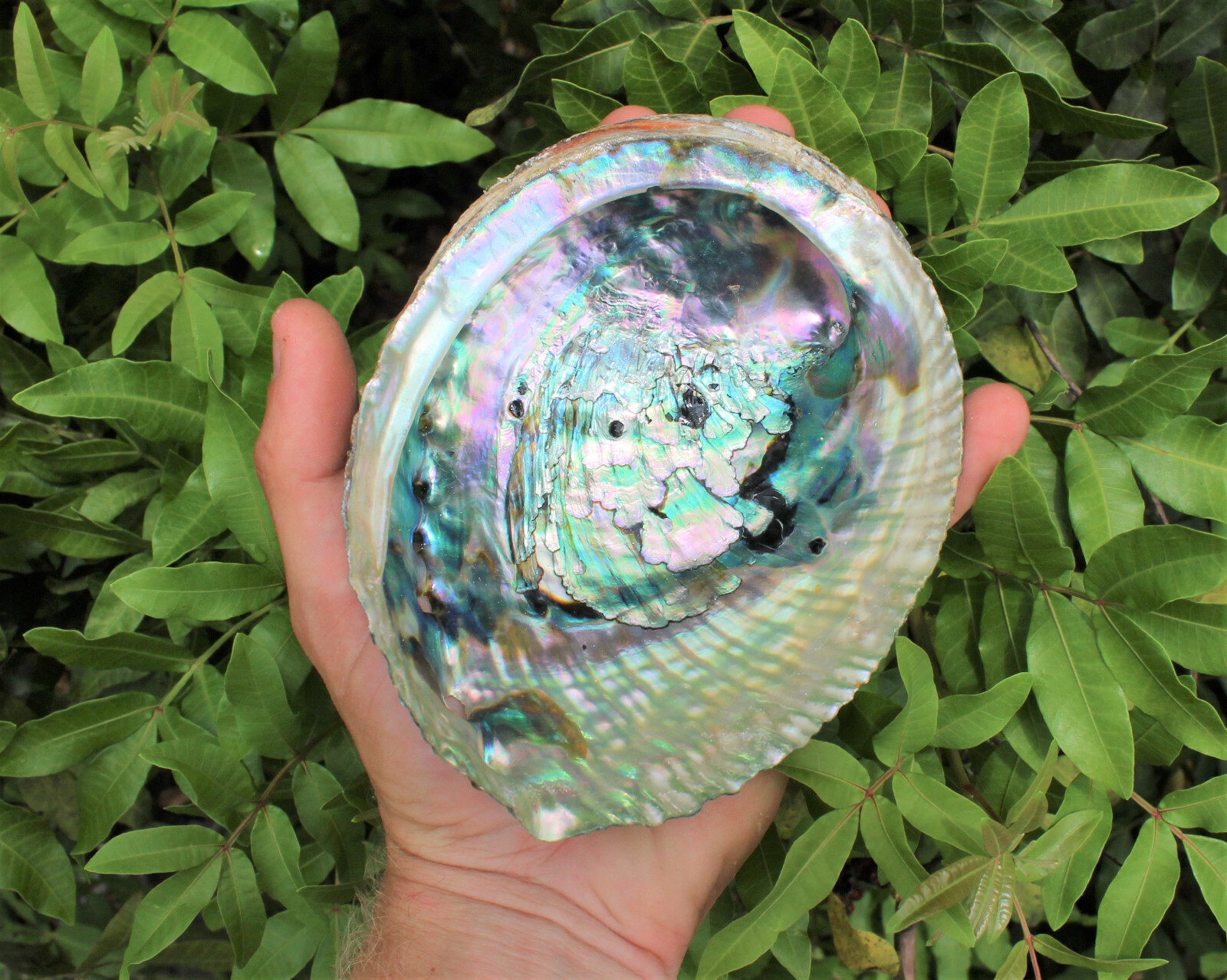 Smudge Kit: Abalone Shell, 6″ Stand, Sage Smudge Stick PLUS Directions