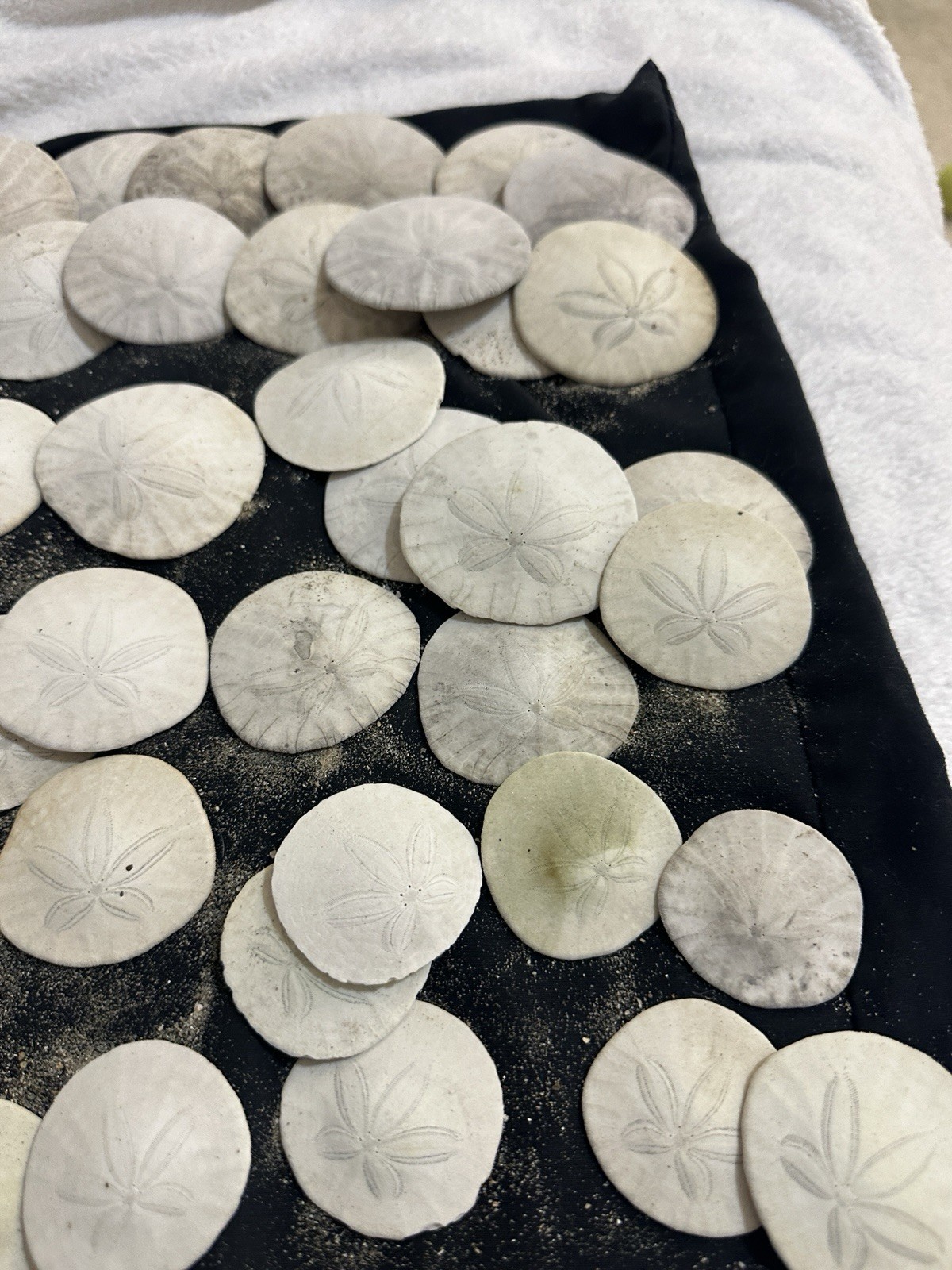 Sand Dollars Assorted 1”-2” Pacific Coast