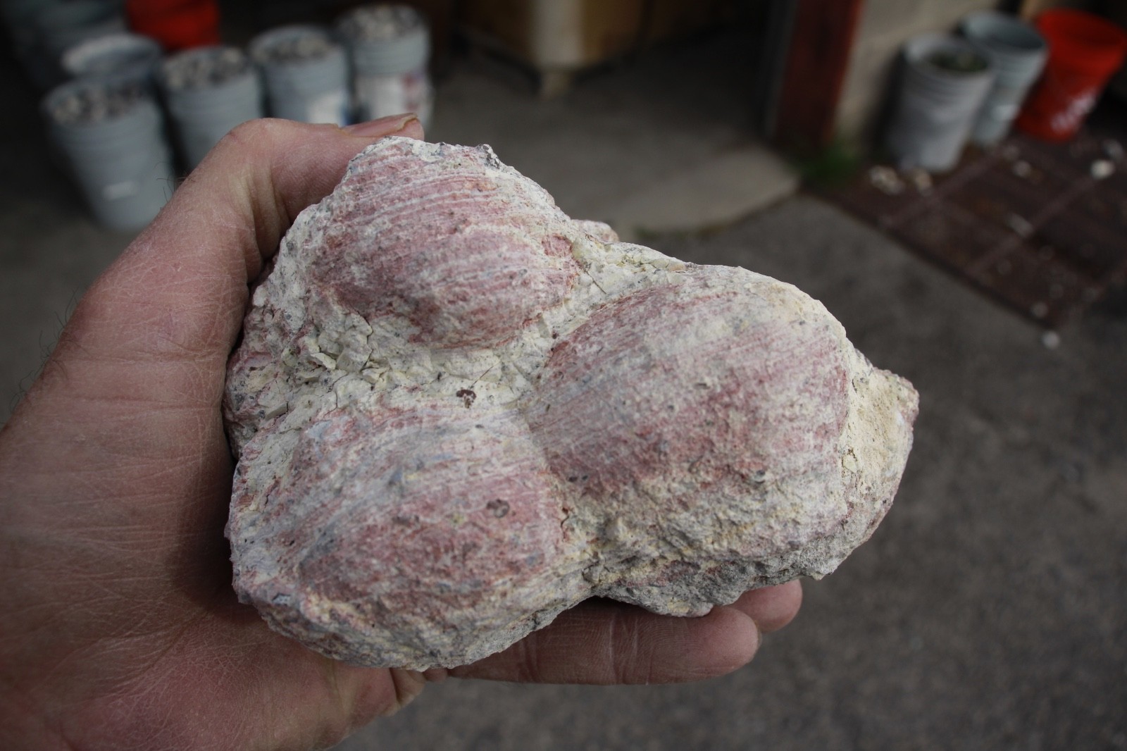 3 Whole Multi Bubble Dugway Geodes • 3.5″ to 4.0″ diameter • 5.2 pounds