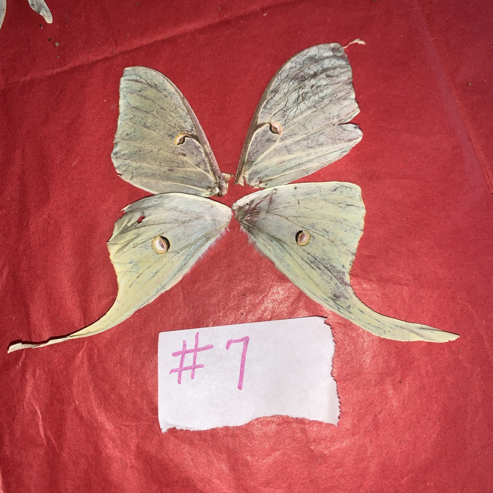 1 Set Green Luna Moth Wings Collected After Bat Attack 😞 Buy 4 Get 5th Free
