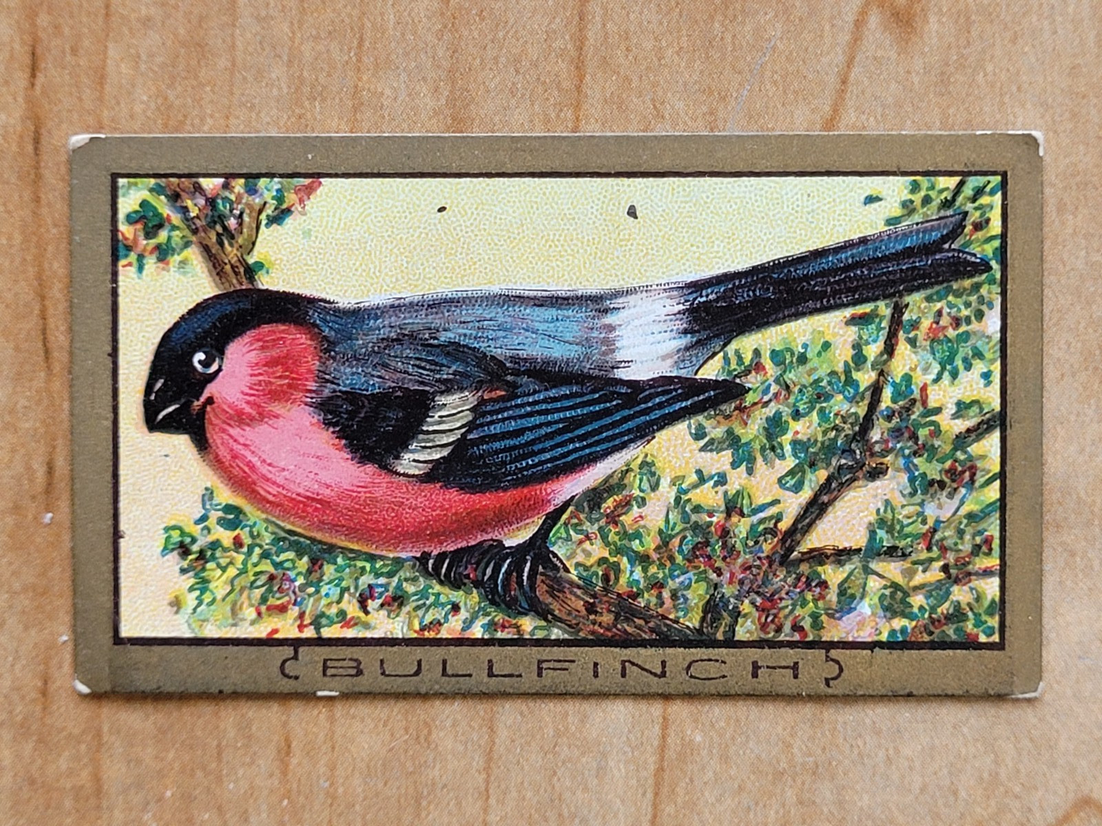 1910 T42 Bird Series Gold Border Bullfinch Piedmont Back VG No Creases