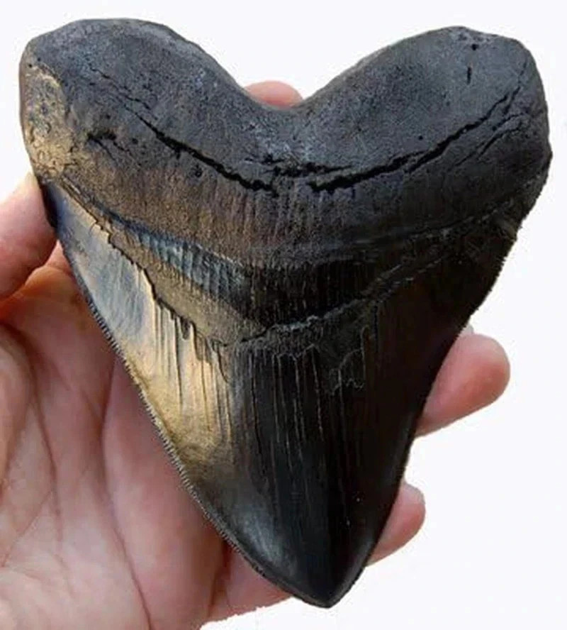 5.5 Inch Megalodon Tooth Black With Serrations – FREE SHIPPING