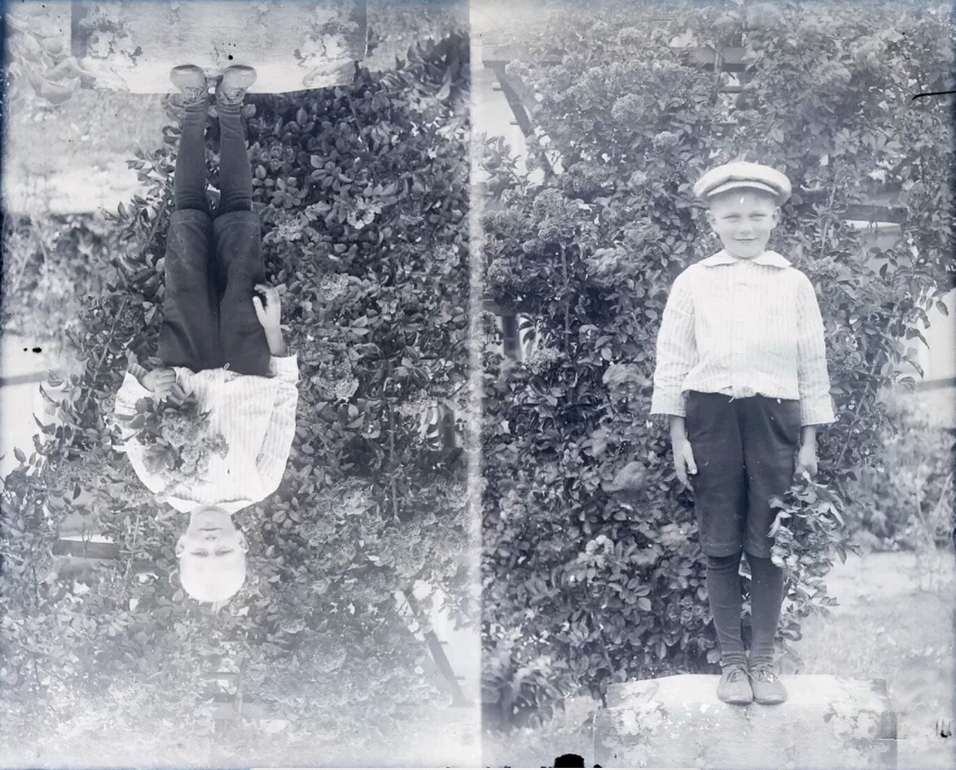 6.5×8.5 Glass Negative Young Boy in Garden with Bouquet of Flowers Dual Photo