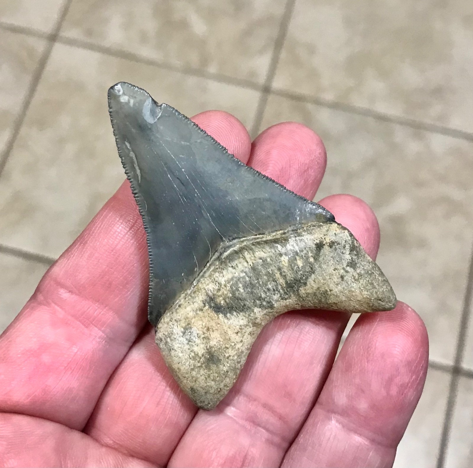 INCREDIBLY RARE BITTEN LOWER- 2.72” -GOLDEN BEACH,FL-MEGALODON SHARKTOOTH FOSSIL
