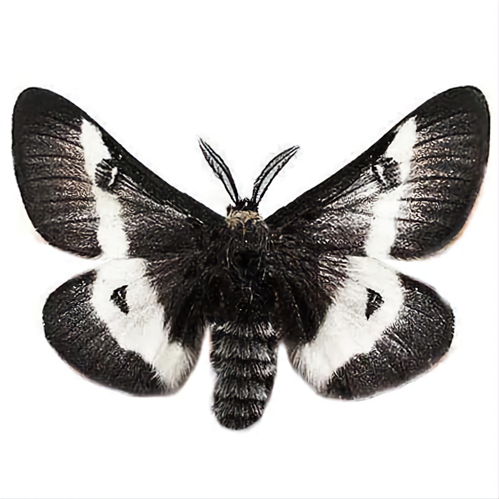 Hemileuca maia black white saturn moth USA UNMOUNTED/WINGS CLOSED