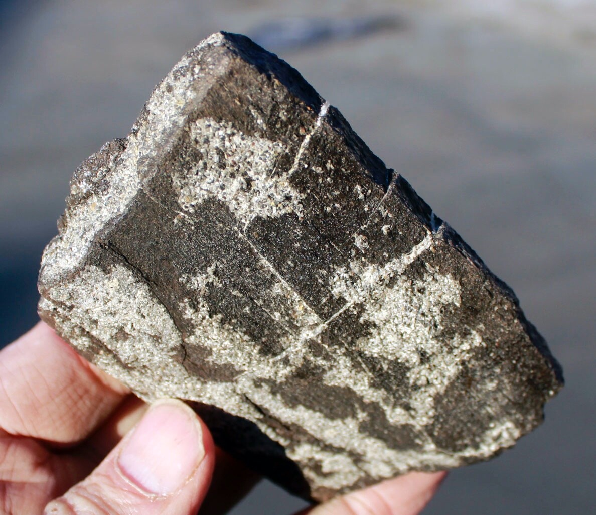 Calcite Filled Theropod Rib Bone • 14.8 ounces