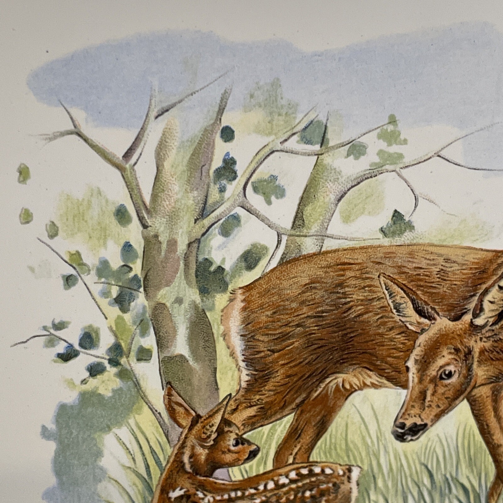 Ceramic Trivet from Germany featuring Doe and Fawn Deer Mother and Baby Vintage