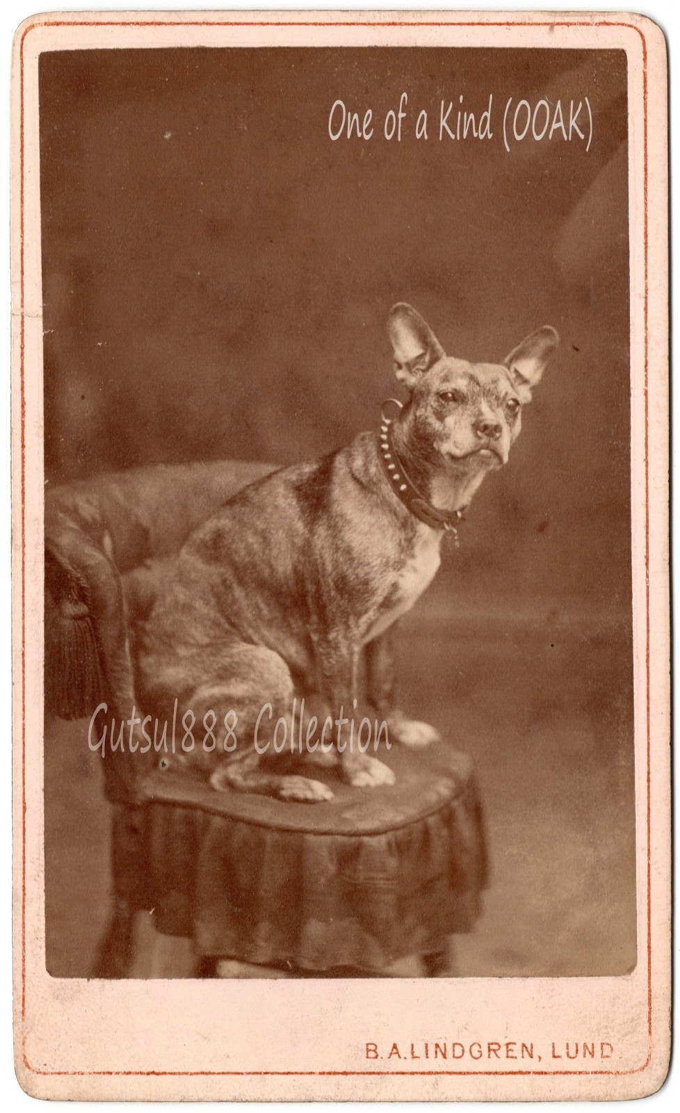 CDV 1880s Portrait of a dog. Ancestor of the French Bulldog. Pets (OOAK)